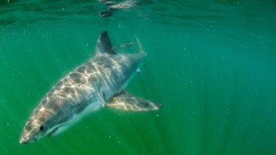 Want to see great white sharks? Consider Cape Cod. - nationalgeographic.com - state Massachusets