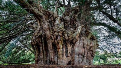 The curious stories of the UK's most historic trees - nationalgeographic.com - Australia - Britain - city Cambridge