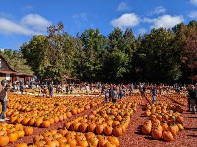 Bowman’s Travel Brief: Pumpkin Patches and Leaf Peeping Respectfully - travelpulse.com - Israel - Usa - state Vermont