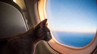 How to Make Flying With a Cat Easier, According to Experts and Owners - cntraveler.com - Usa