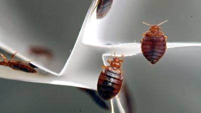 Bedbugs, ticks, and worms: A traveler’s guide to pests - nationalgeographic.com - state Texas