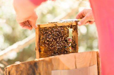 Day in the life: All the 'buzz' about being a hotel beekeeper - thepointsguy.com - state California - county Napa - county Valley - county Bee - county Day - county Davis