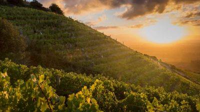 Cape Town, Puglia, Provence & Bordeaux Wines To Try This Fall - forbes.com - Netherlands - France - Italy - Britain - Usa - New York - South Africa - city Cape Town - city Muscat - county George - Washington, county George - county Adams