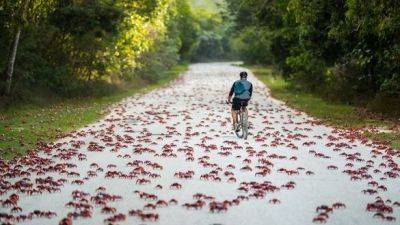 Nature’s Spectacle: Christmas Island Crab Migration Set to Paint the Island Red for Christmas - breakingtravelnews.com - India