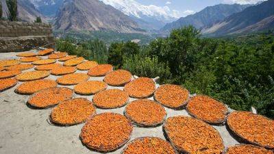 Bataring Daudo: A centuries-old recipe for apricot soup - bbc.com - Pakistan