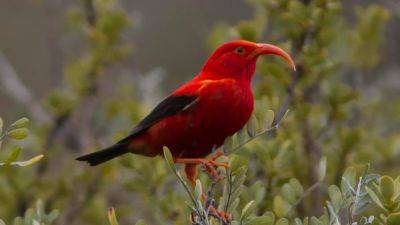 Celebrate The Biodiversity Of The United States With These Can't-Miss Birding Festivals - forbes.com - Usa - state California - India - Hawaiian