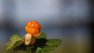 Cloudberries: Enjoy The ‘Arctic Gold’ Of Scandinavia - forbes.com - Norway - Estonia - Finland - Poland - Sweden - Russia - Thailand - region Nordic