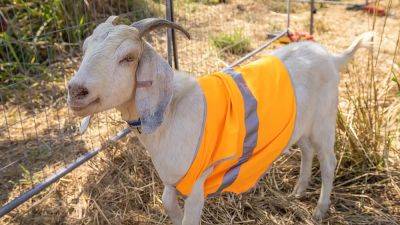 Goats brought on board by Australian rail company to tackle fire risk vegetation - euronews.com - Australia