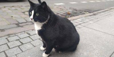 A fat street cat who became the top-rated tourist attraction in a Polish city has a new home — and slimmed down figure - insider.com - Poland
