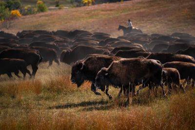 South Dakota’s Annual Buffalo Roundup Grows Into An Epic Event - forbes.com - India - state South Dakota - county Custer