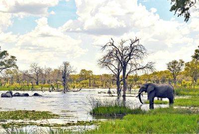 BOTSWANA, A PIONEER IN SUSTAINABLE TOURISM AND A REFERENCE IN AFRICA - breakingtravelnews.com - Botswana - state African - county Summit