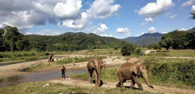 Chiang Mai travel guide: Luxurious five-star hotels, temples and elephant sanctuaries - traveldailynews.com - Thailand