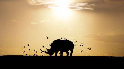 Behind the image: wildlife photographer Lara Jackson on capturing Kenya’s threatened rhinos - nationalgeographic.com - Belize - Kenya