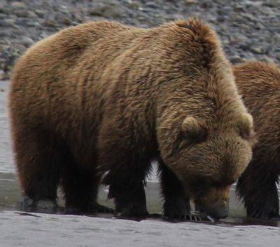 Get up Close and Personal with Alaska’s Majestic Brown Bears on Bearviewinginalaska.com Tours - breakingtravelnews.com - county Park - state Alaska