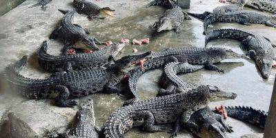 Join me on a journey into the heart of Singapore's last remaining crocodile farm - insider.com - Singapore - city Singapore