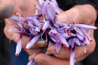What You Need To Know About Harvesting Saffron In Abruzzo, Italy - forbes.com - Spain - Greece - Italy - India - Egypt - Dominica - Iran