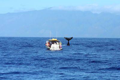 Contrary To Conventional Wisdom, Humpback Whales Eat In Hawaii After All - forbes.com - state Alaska - state Hawaii - Honolulu - county Maui - Hawaiian