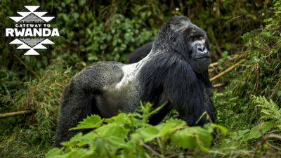 Gorillas and more on Rwanda's wildlife trail - lonelyplanet.com - Usa - Uganda - Rwanda - city Kigali