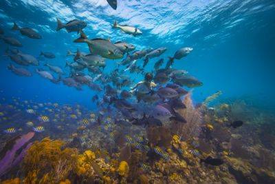 Exploring the Underwater Wonders of the Belize Barrier Reef - breakingtravelnews.com - Usa - Mexico - Guatemala - Belize