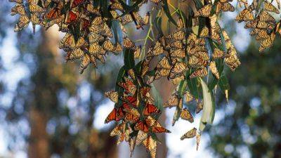 See monarch butterflies in all their glory on this California road trip - nationalgeographic.com - Spain - Britain - county Garden - county Park - state California - county San Luis Obispo - county Valley - county Andrew - county Pacific