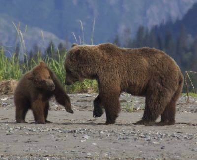 Experience Alaska’s Wild Majesty: Bearviewinginalaska.com Unveils Thrilling Bear Watching Adventures - breakingtravelnews.com - state Alaska