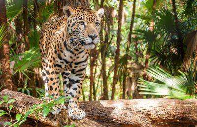 The Majestic Jaguars of Cockscomb Basin Wildlife Sanctuary, Belize - breakingtravelnews.com - Belize