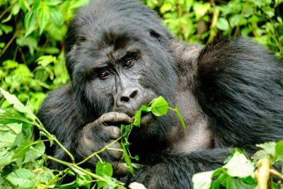 Celebrating 30 Years Of Mountain Gorilla Conservation - forbes.com - Congo - Uganda - Rwanda - city In