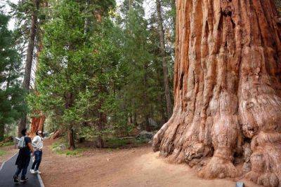 Sequoia National Park’s Famous Generals Highway Will Fully Reopen Soon — What to Know - travelandleisure.com - state California - county Kings - county Forest