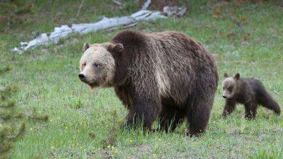 How to survive a bear attack – or better yet, avoid one altogether - edition.cnn.com - France - Usa - county Park - state California - state Arizona - state North Carolina - state Indiana - state Montana - state Wyoming - county Yellowstone