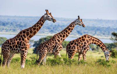 8 reasons you need to visit Uganda next - roughguides.com - Tanzania - Kenya - Uganda - Central African Republic
