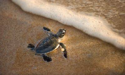 9 of the best places to watch baby turtles hatch - roughguides.com - Costa Rica - Singapore - Malaysia