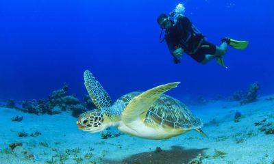 Where to go for great diving in Vietnam - roughguides.com - Australia - Usa - Vietnam