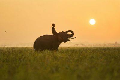 The truth about elephant tourism in Asia - roughguides.com - Vietnam - Thailand - Sri Lanka - Cambodia