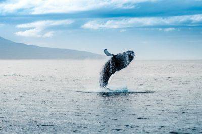 10 essential dolphin and whale-watching trips - roughguides.com - Spain - Iceland - Italy - Hong Kong - city Portsmouth - city Santander