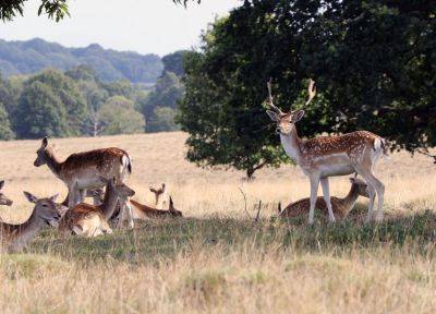 Insider perspective: Petworth Park through the eyes of a groundskeeper - roughguides.com - Britain - Usa - Cyprus