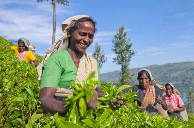 Tea tourism: 7 ways to slurp the stuff in Sri Lanka - roughguides.com - Britain - Sri Lanka