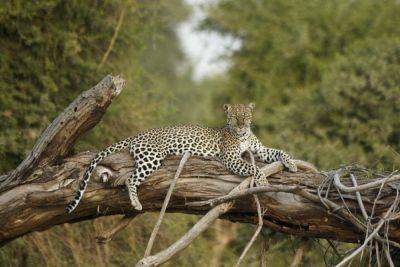 The best safari lodges in Kenya - roughguides.com - county Park - city Nairobi - Kenya