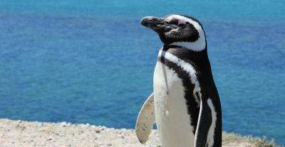 The man who accidentally picked up a pet penguin in Uruguay - roughguides.com - Poland - Britain - Brazil - Uruguay - Argentina