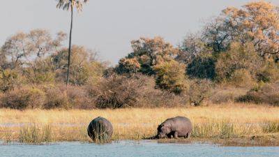 4 unmissable wildlife experiences - nationalgeographic.com - Tanzania - city Nairobi - county Falls - Zimbabwe - Kenya - Botswana - Zambia - Victoria, county Falls - city Victoria, county Falls - Malawi