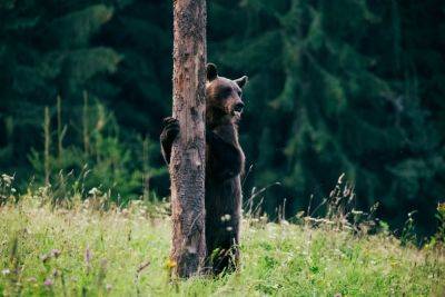 Tracking bears in Transylvania, Romania - roughguides.com - Britain - Romania