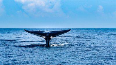 Where to go whale-watching in Sri Lanka - roughguides.com - Britain - Sri Lanka