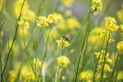 Bee tourism in Slovenia: the travel trend with plenty of buzz - roughguides.com - Eu - Slovenia - Usa - city Green