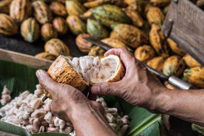 Cocoa loco: a guide to chocolate tourism in Trinidad and Tobago - roughguides.com - Spain - Belgium - city San Antonio - Trinidad And Tobago - city Port-Of-Spain