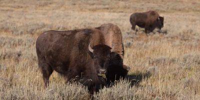 A man tried to propose to his girlfriend before she was 'gored' by a bison. He tried again hours later in the hospital: 'Without any hesitation I said yes!' - insider.com - state Arizona - state Idaho - county Yellowstone - city Phoenix, state Arizona