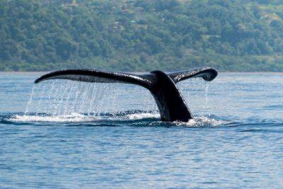 10 tips for whale watching in Uvita, Costa Rica - roughguides.com - Usa - Costa Rica - state Oregon