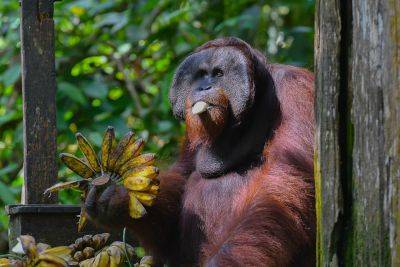 Where to see orangutans in Borneo - roughguides.com - Malaysia - Indonesia - Brunei