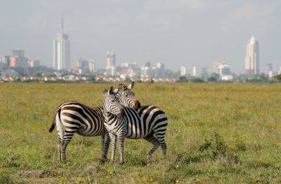 Best things to do in Kenya - roughguides.com - India - Kenya - county Martin