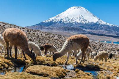 The land of fire and ice: the best things to do in Chile - roughguides.com - Spain - Chile - Peru - city Santiago - Bolivia