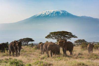 The Rough Guide to planning a Tanzania safari - roughguides.com - Tanzania