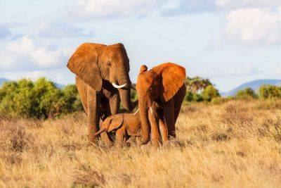 Saving the elephants: on the poaching frontline in Kenya - roughguides.com - South Africa - China - Kenya - Botswana - county Douglas - county Hamilton
